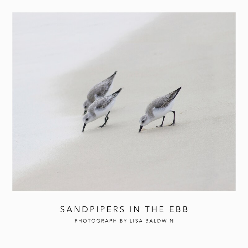 Sandpipers in the Ebb - Nature Photo - Coastal Decor - Little Sea Birds Feeding by the Surf Print